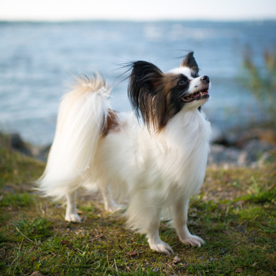 Papillonen Lexie vid Vänerns strand