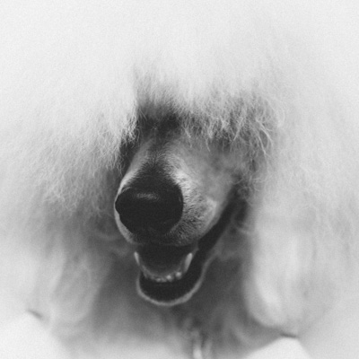 Utställningsredo pudel i Lidköping